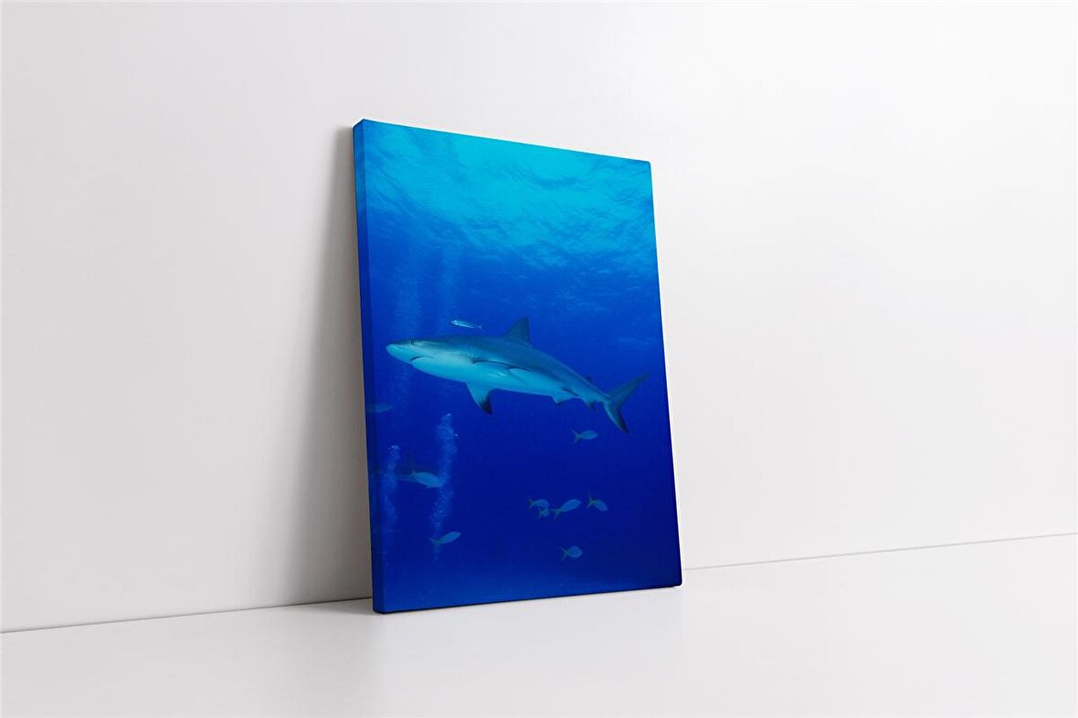 Köpek Balığı Kanvas Tablo