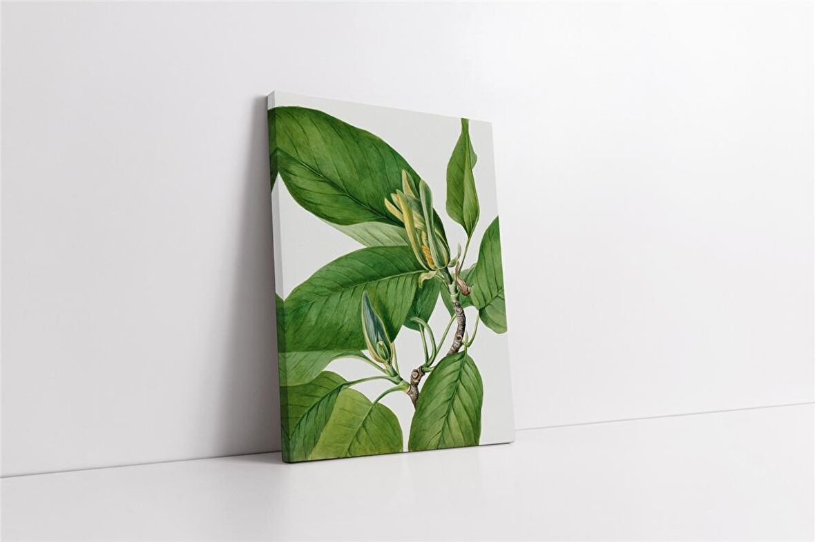 Yeşil Beyaz Yaprak Kanvas Tablo