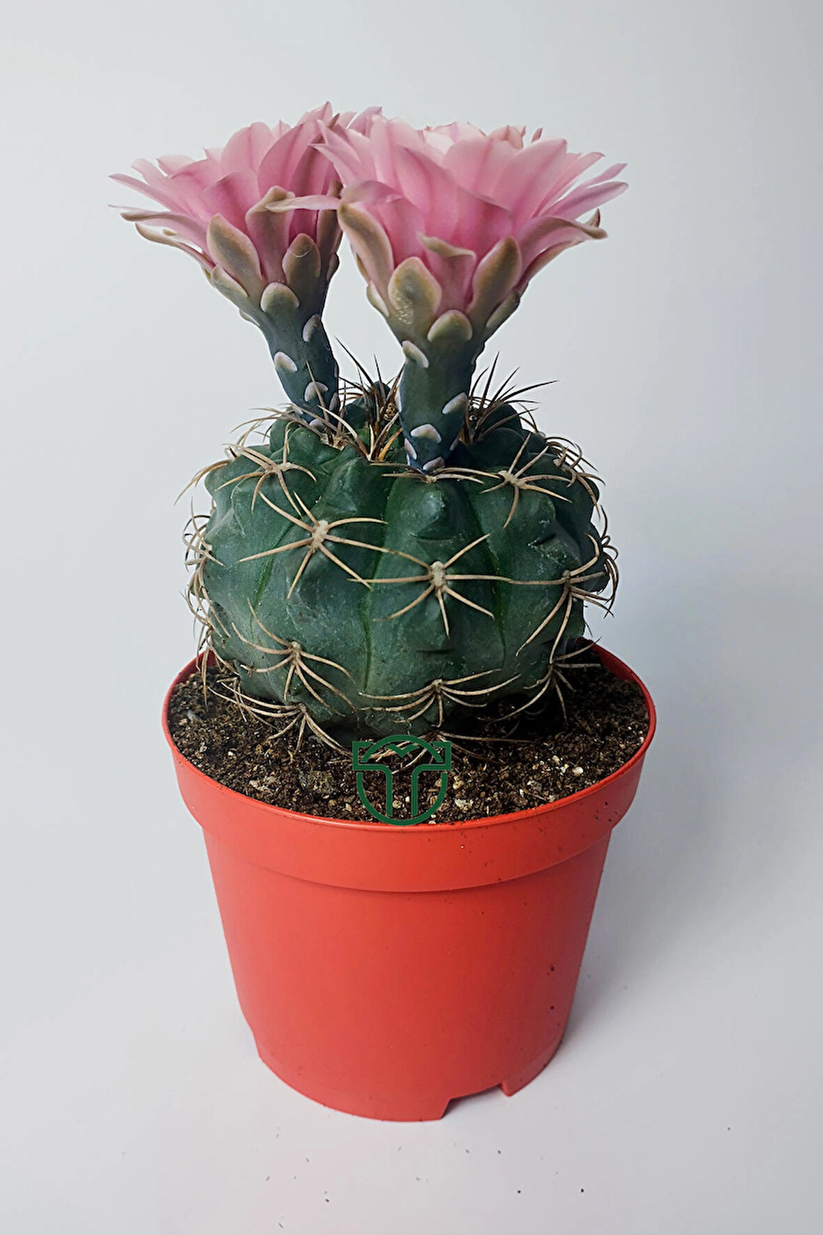 Gymnocalycium Baldianum - çiçek açan nadir kaktüs - kolay bakım - canlı renkler - 8.5 cm saksıda