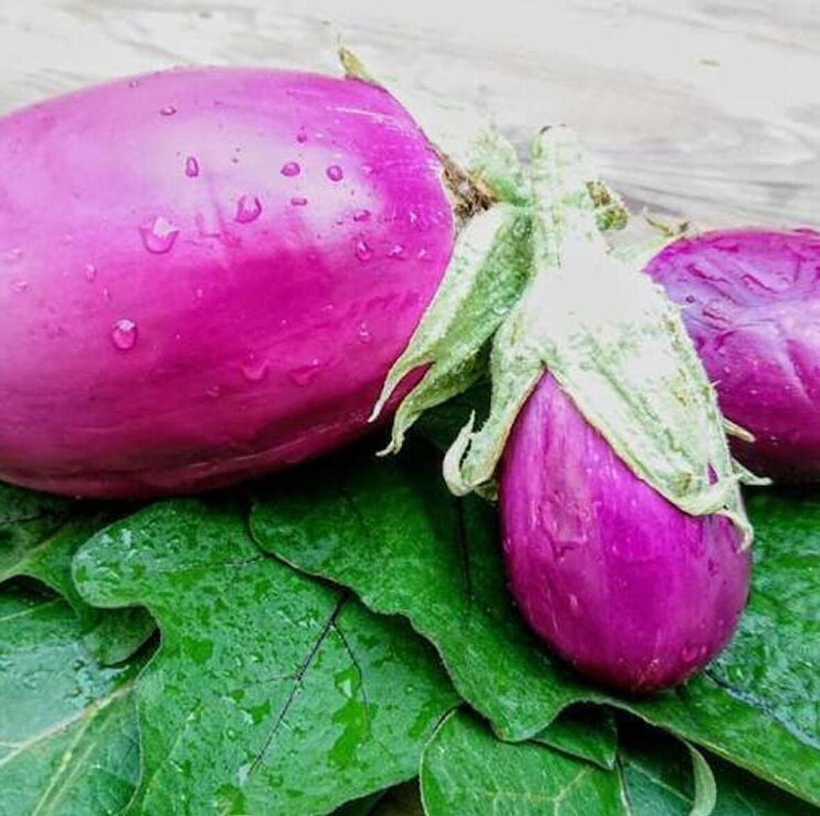 Rosita Etli  Patlıcan Tohumu (15 tohum)