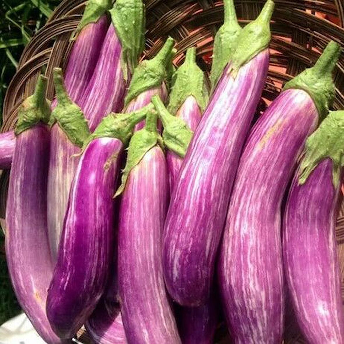 Long Variegated Uzun Etli  Patlıcan Tohumu (15 tohum)