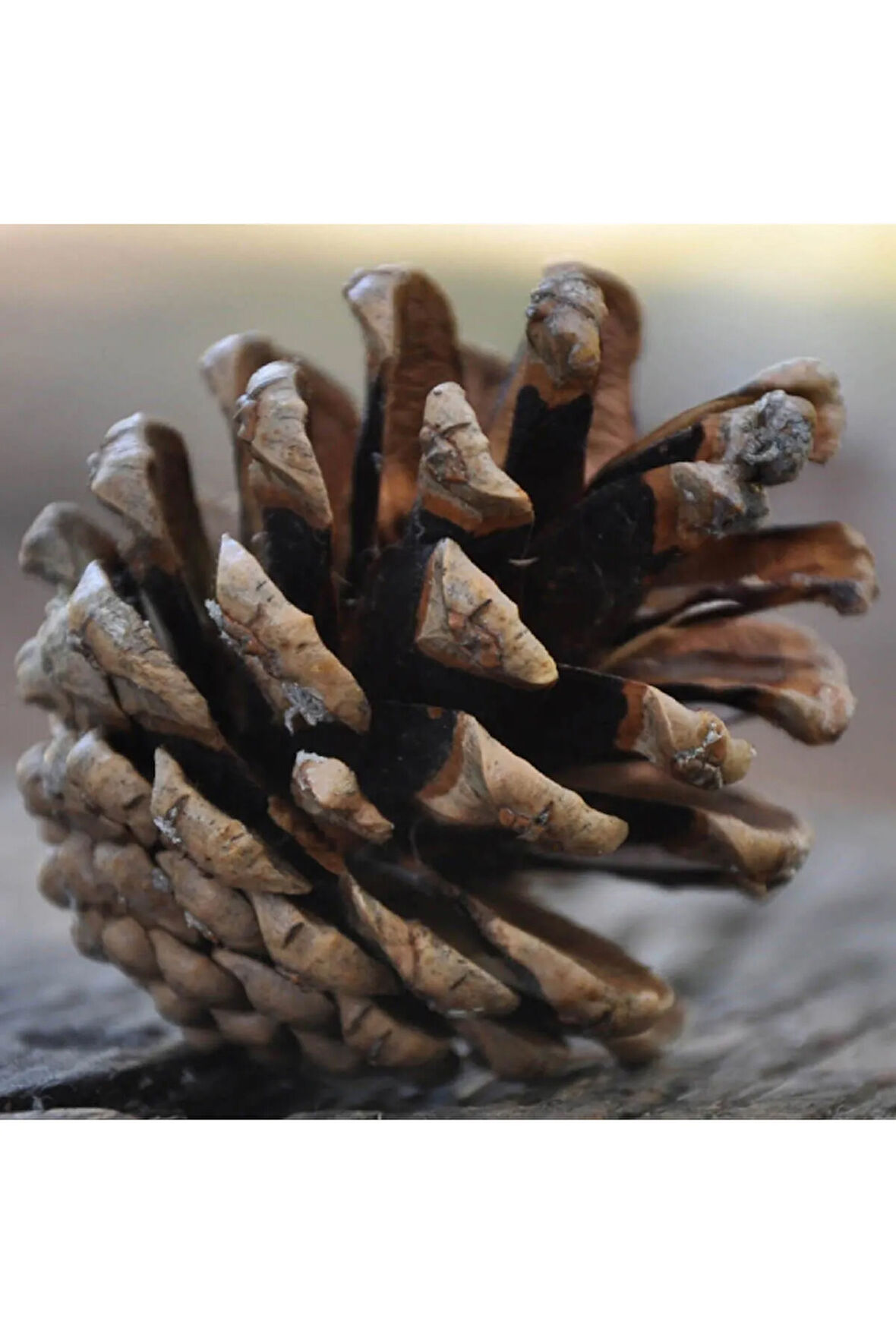 Çam Kozalak 20 Adet