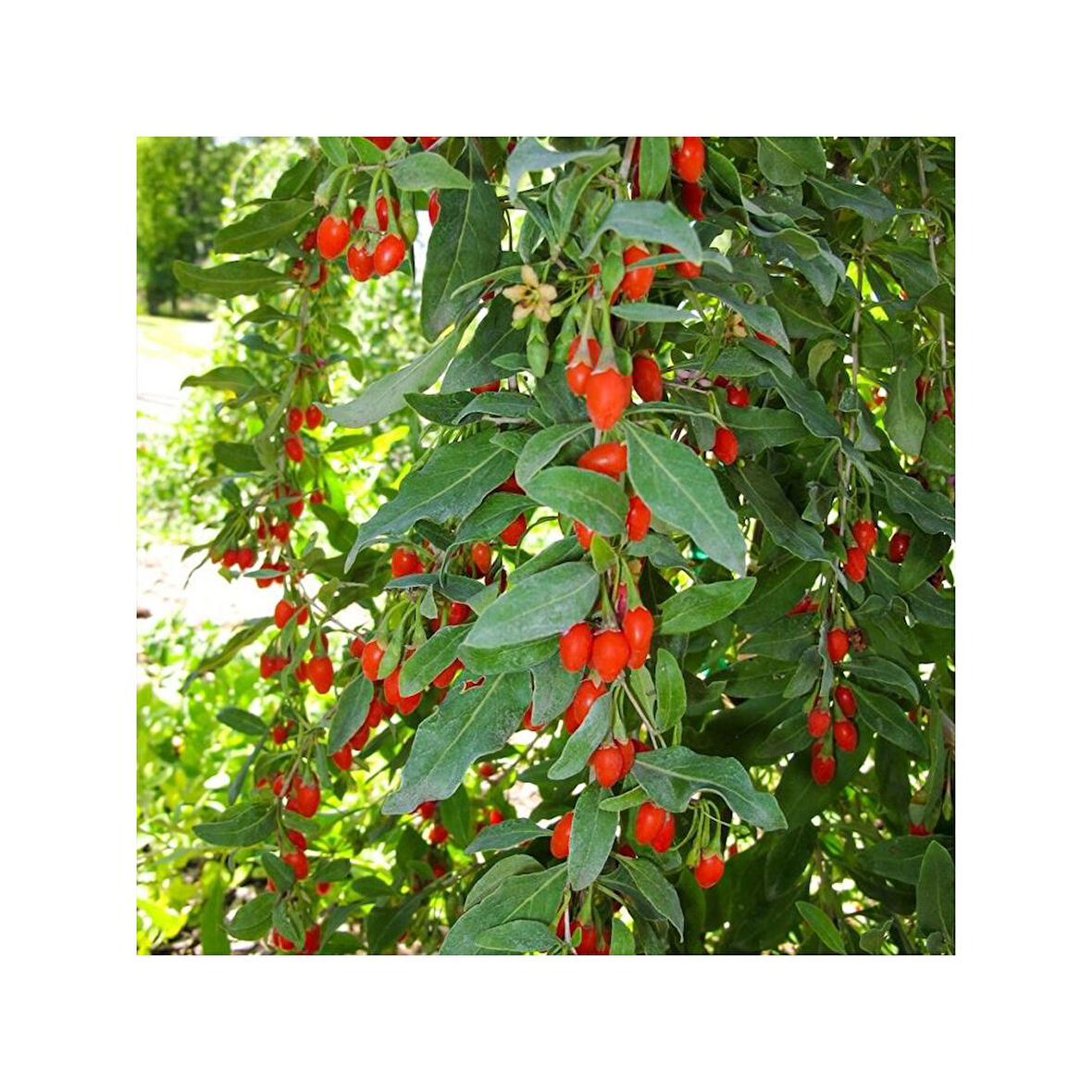 Goji Berry Kurt Üzümü Fidanı Açık Kök 40-80 cm