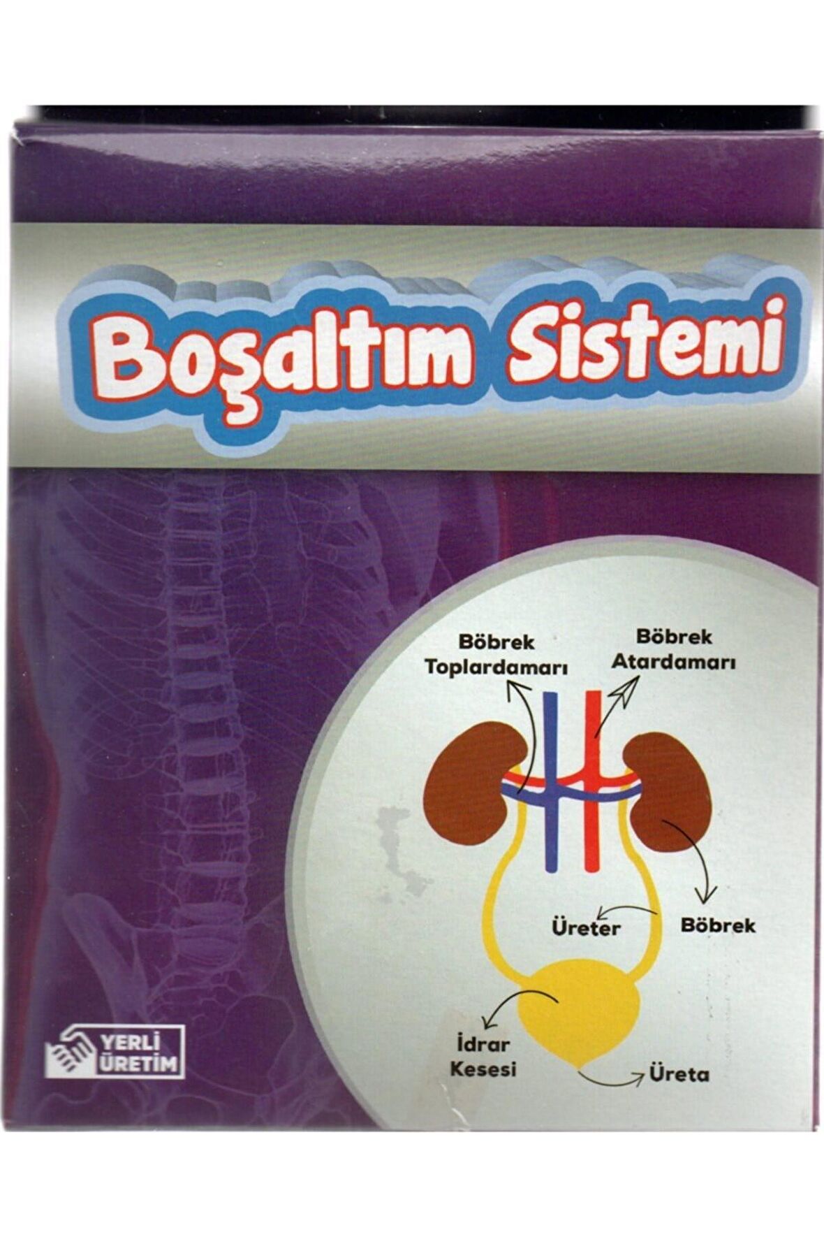 Böbrek Boşaltım Sistemi Deney Seti