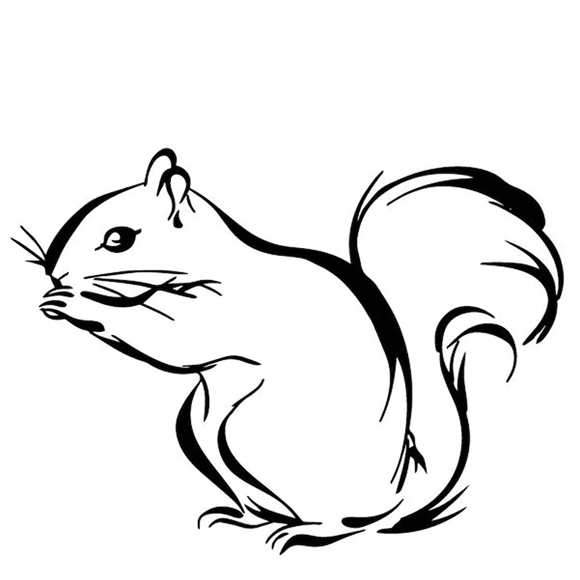 Araba Sincap Yapıştırması 17CM