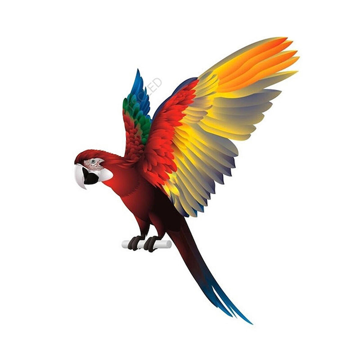 Papağan Araba Sticker Yapıştırması 17CM