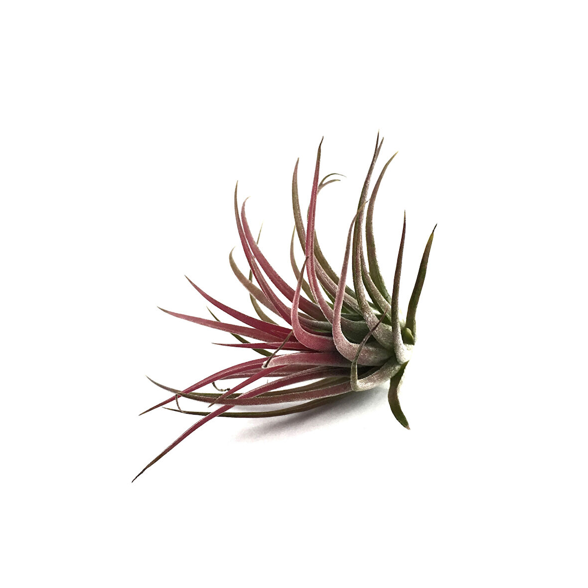 Tillandsia Ionantha (Hava Bitkisi)