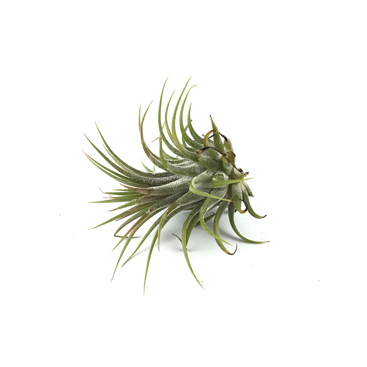 Tillandsia Harrisii (Hava Bitkisi)
