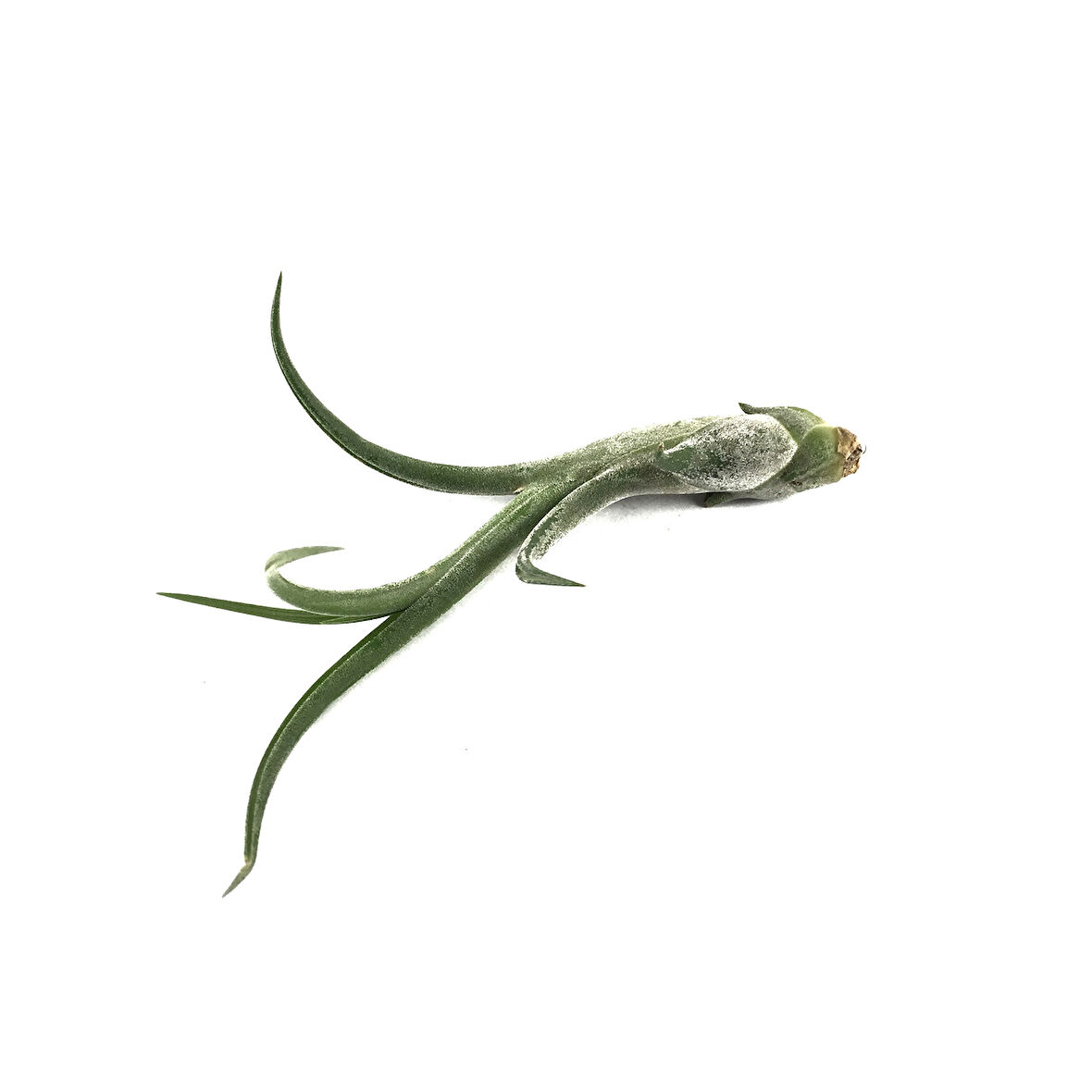 Tillandsia Caput 'Medusae' (Hava Bitkisi)