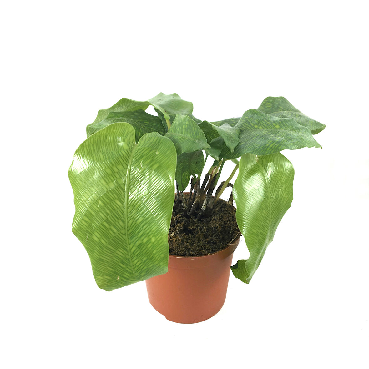 Calathea Musaica ‘Network’ (Dua Çiçeği)