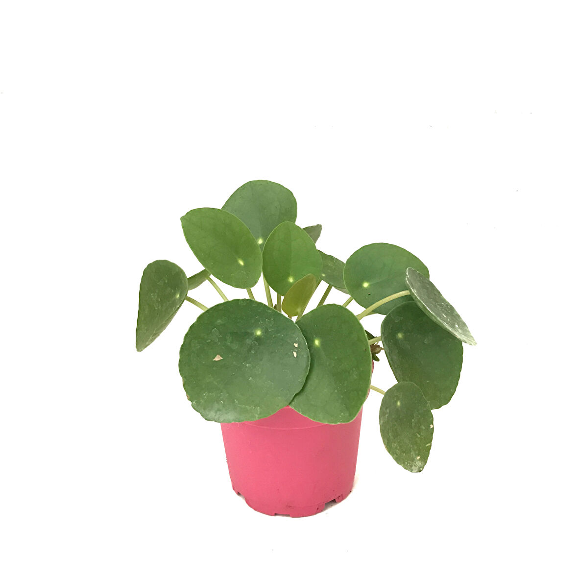 Pilea Peperomioides (Para Çiçeği)
