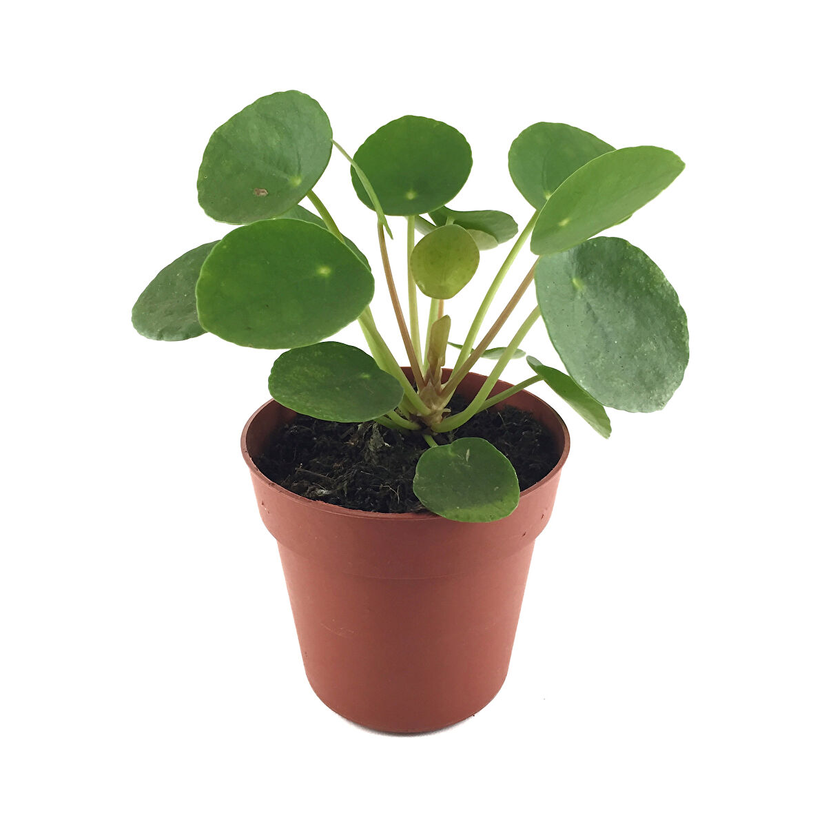 Pilea Peperomioides (Para Çiçeği)