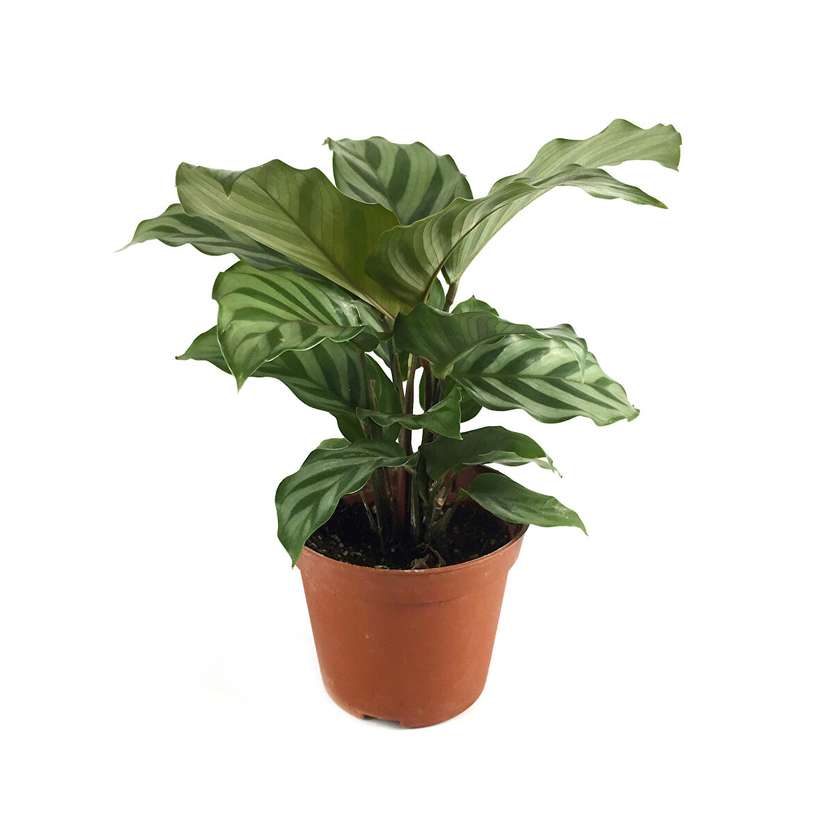 Calathea Concinna 'Freddie' (Dua Çiçeği)