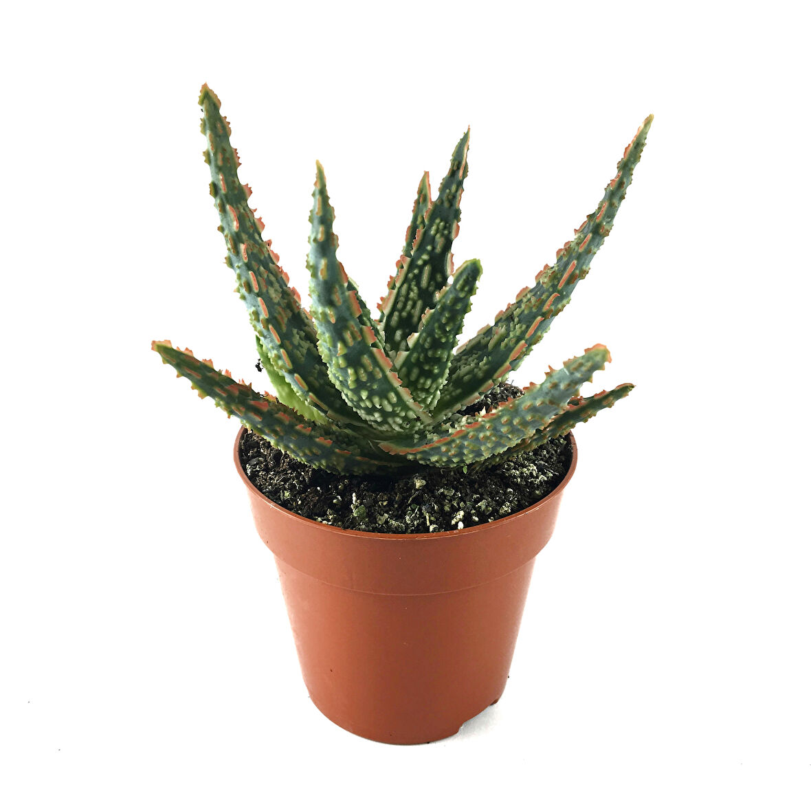 Aloe 'Christmas Carol' (Kaktüs)