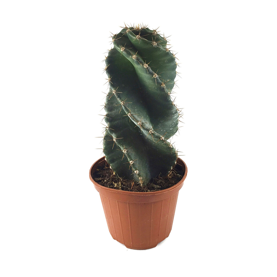 Cereus Forbesii 'Spiralis' (Kaktüs)