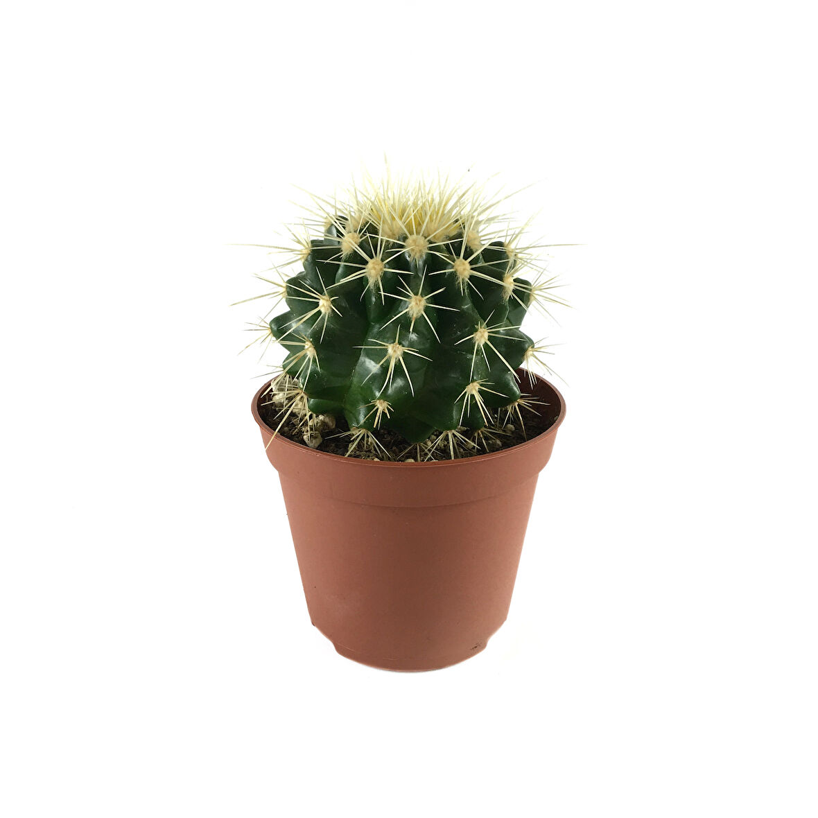 Echinocactus Grusonii (Kaktüs)