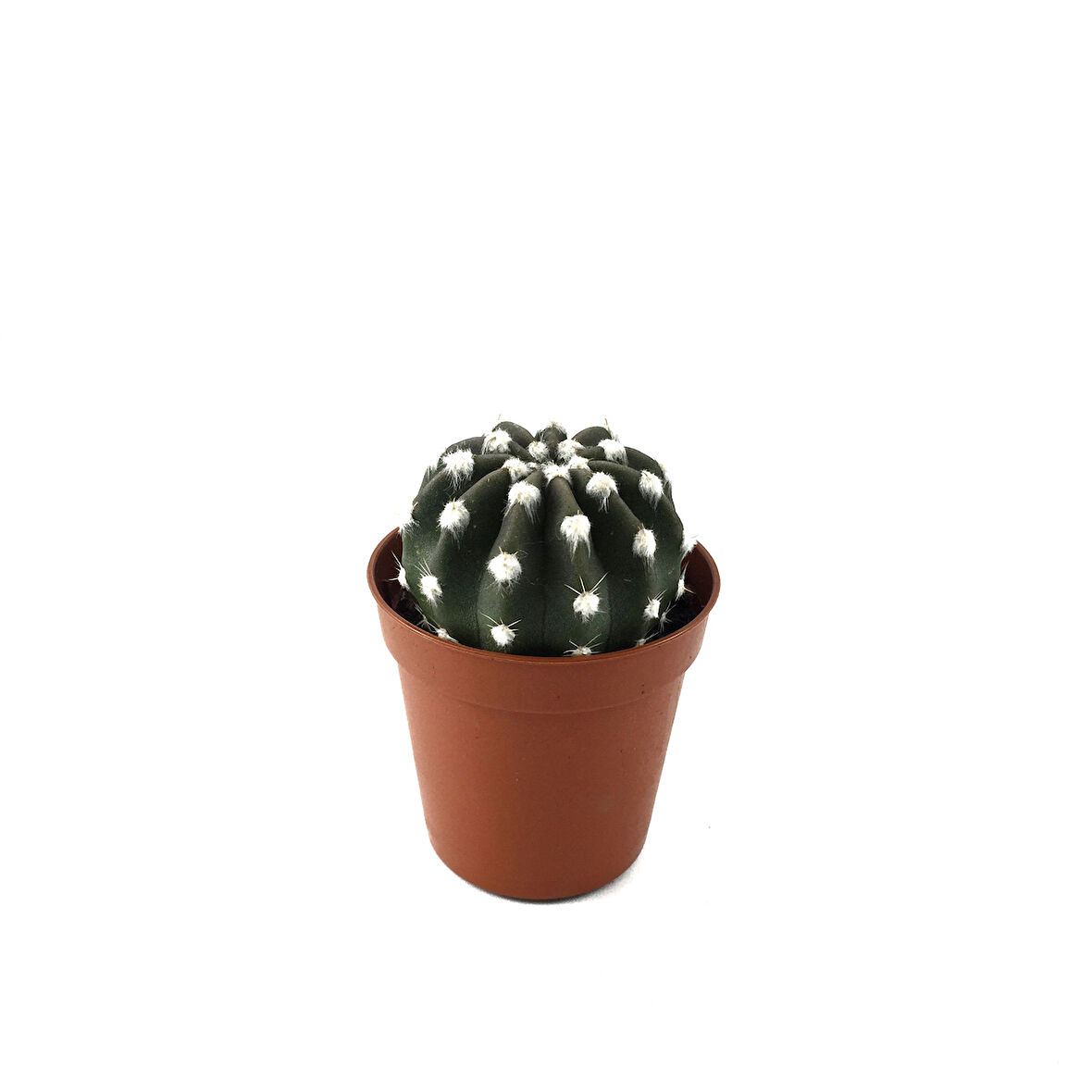 Echinopsis Subdenudata (Kaktüs)