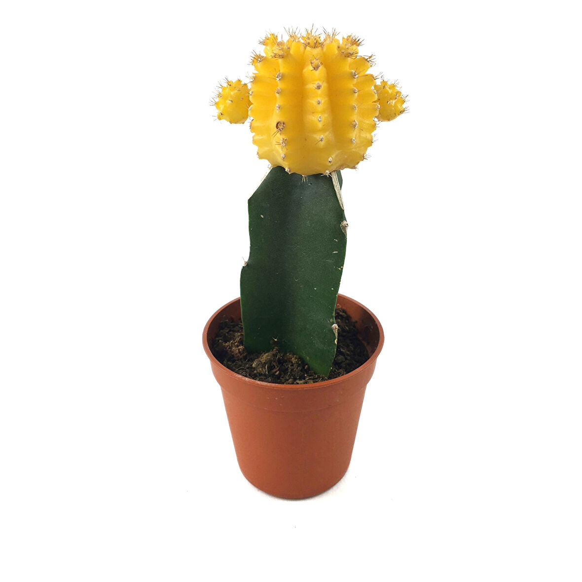 Gymnocalycium Mihanovichii 'Yellow' (Kaktüs)