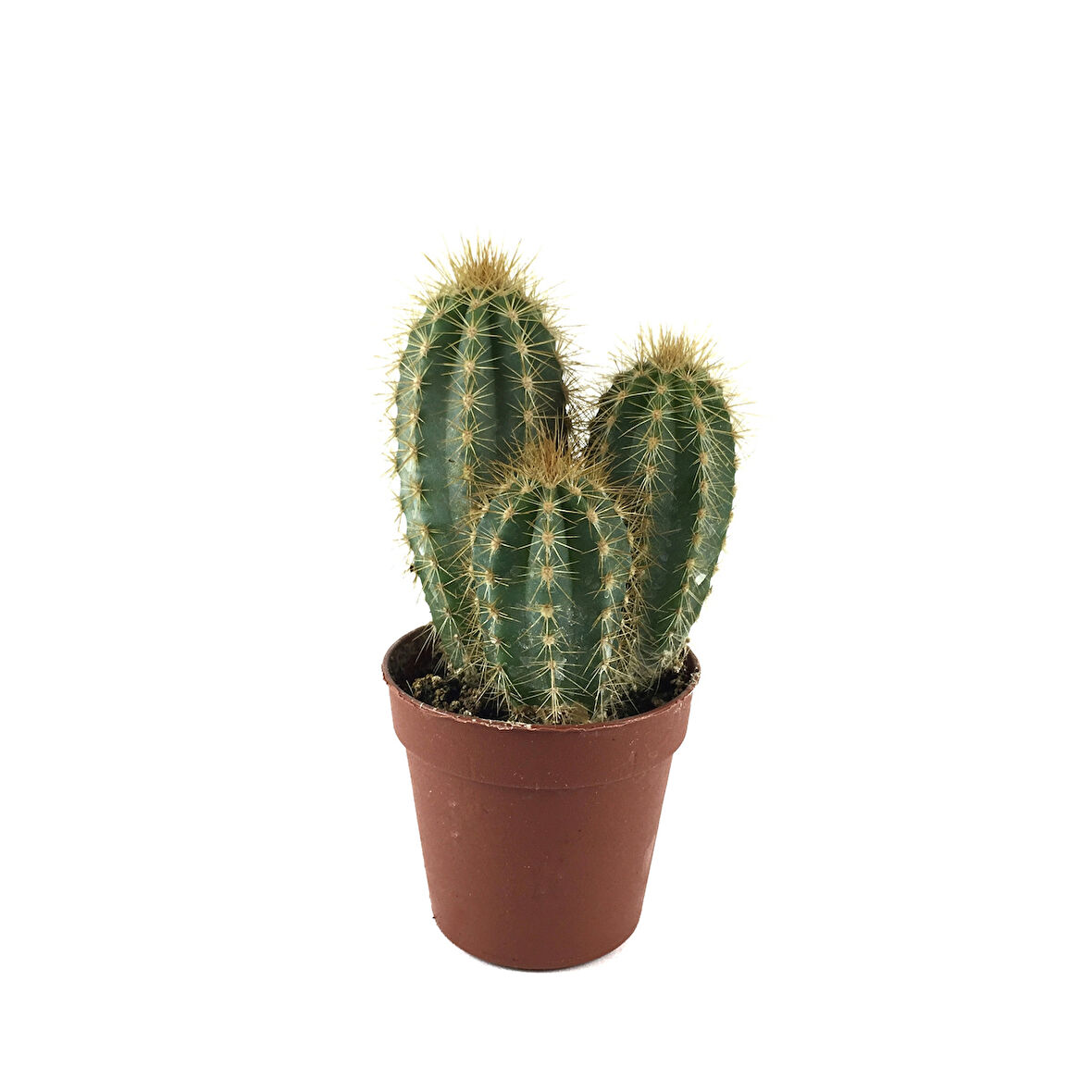 Pilosocereus Azureus (Kaktüs)