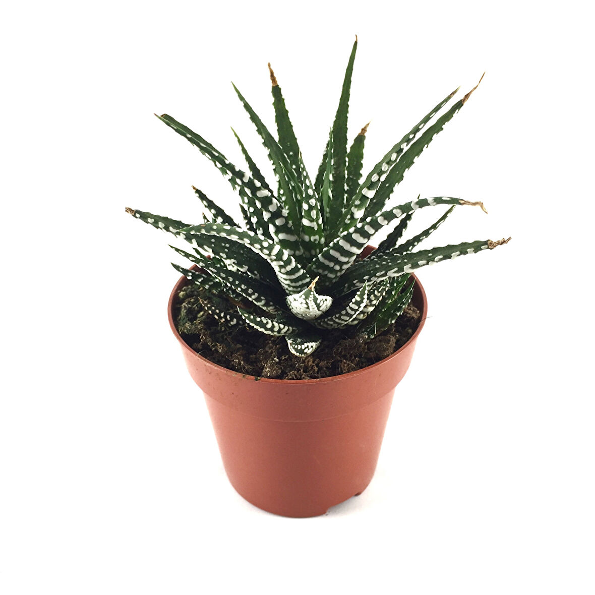 Haworthia Fasciata (Sukulent)