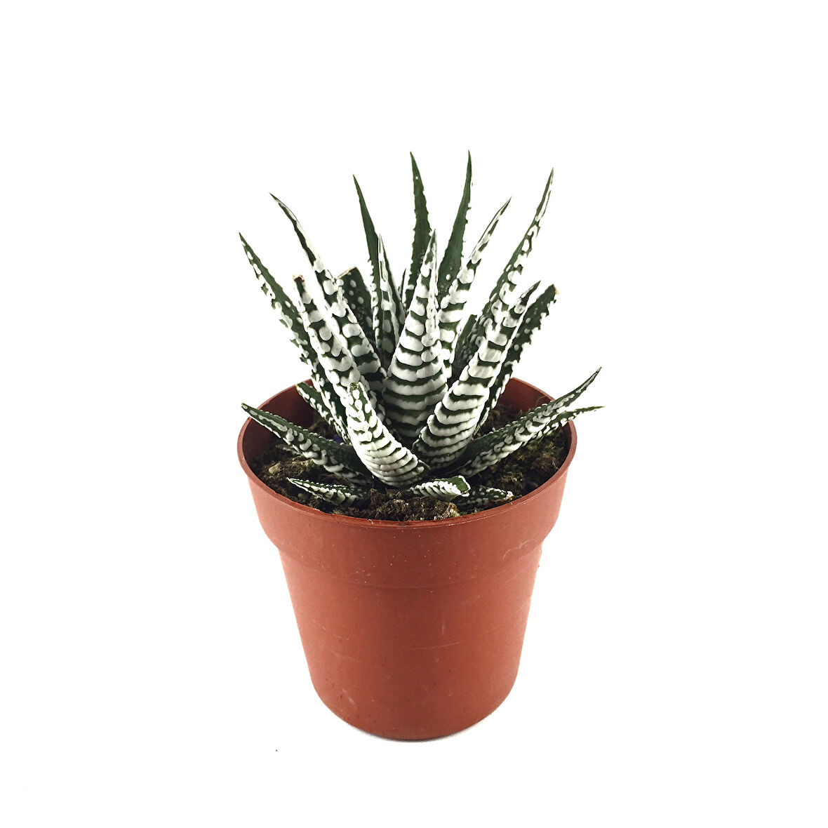 Haworthia Fasciata 'Alba' (Sukulent)