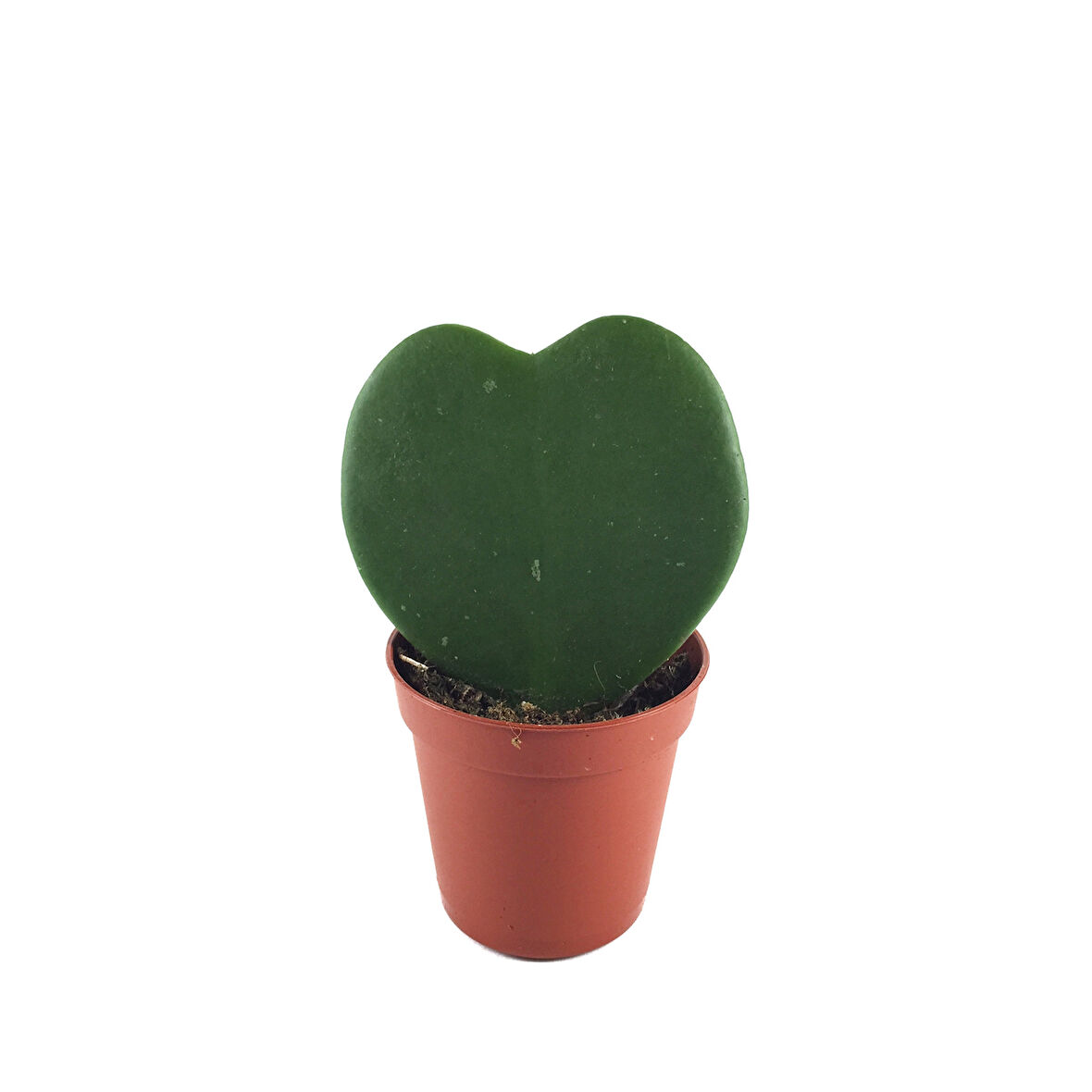 Hoya Kerrii (Mum Çiçeği)
