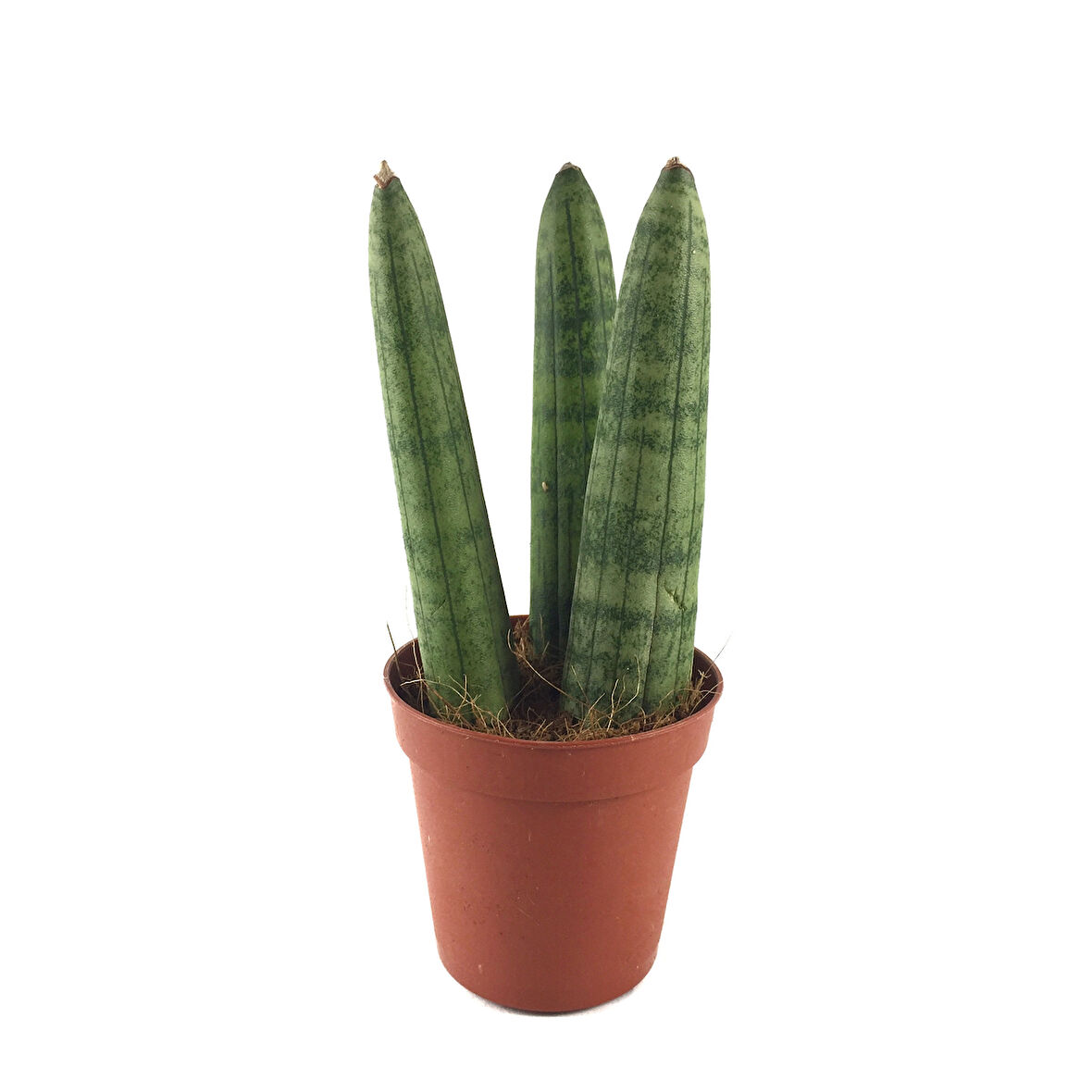 Sansevieria Cylindrica (Paşa Kılıcı)