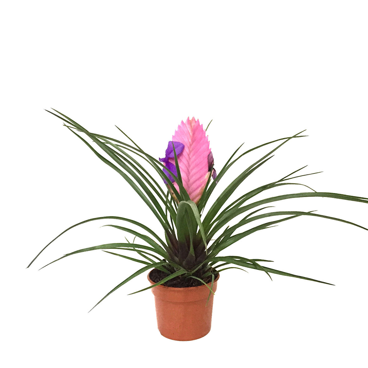 Tillandsia Cyanea (Hava Bitkisi)