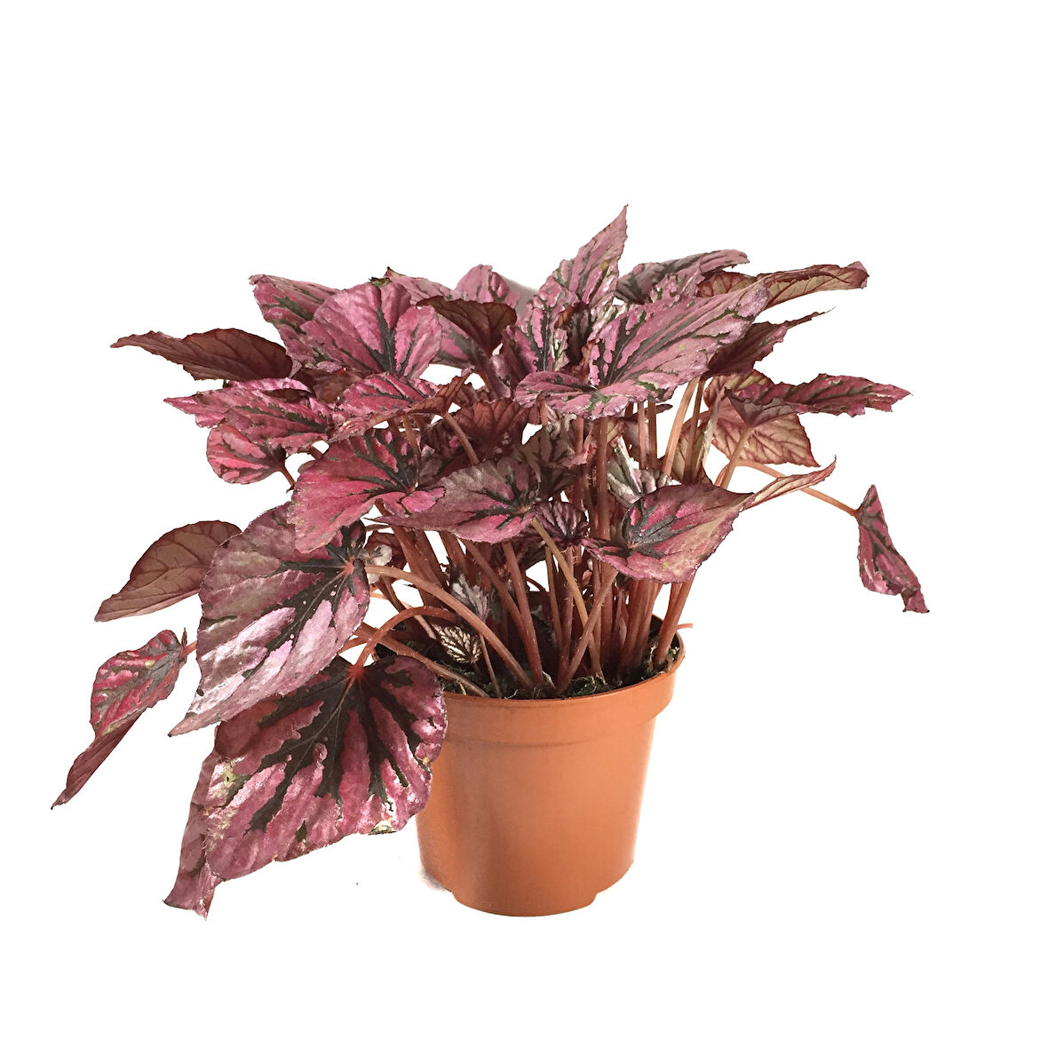 Begonia Rex 'Hugh McLauchlan' (Begonya Çiçeği)