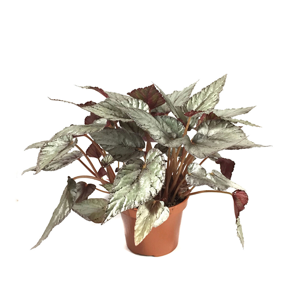 Begonia Rex 'Arctic Breeze' (Begonya Çiçeği)