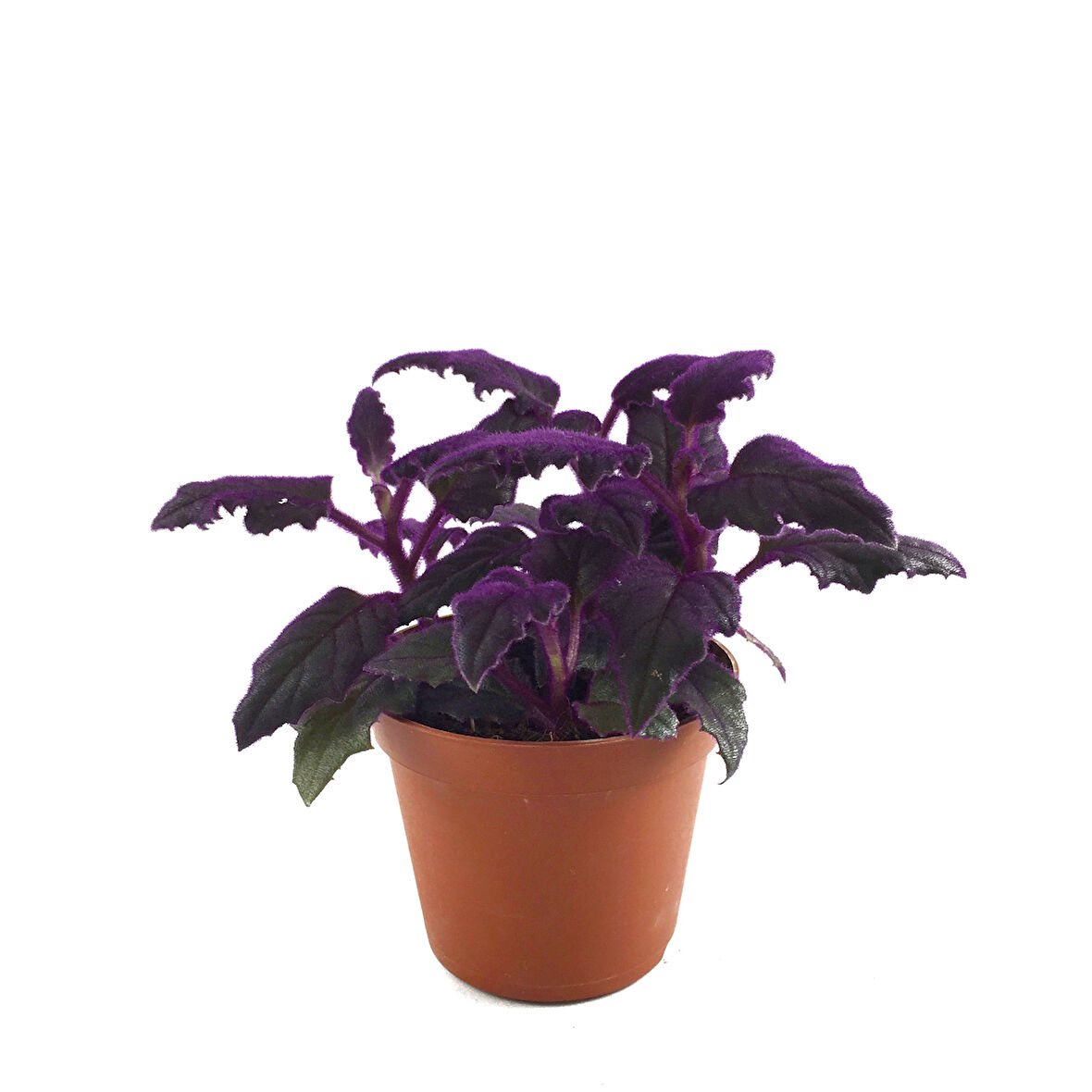 Gynura Aurantiaca (Mor Kadife Çiçeği)