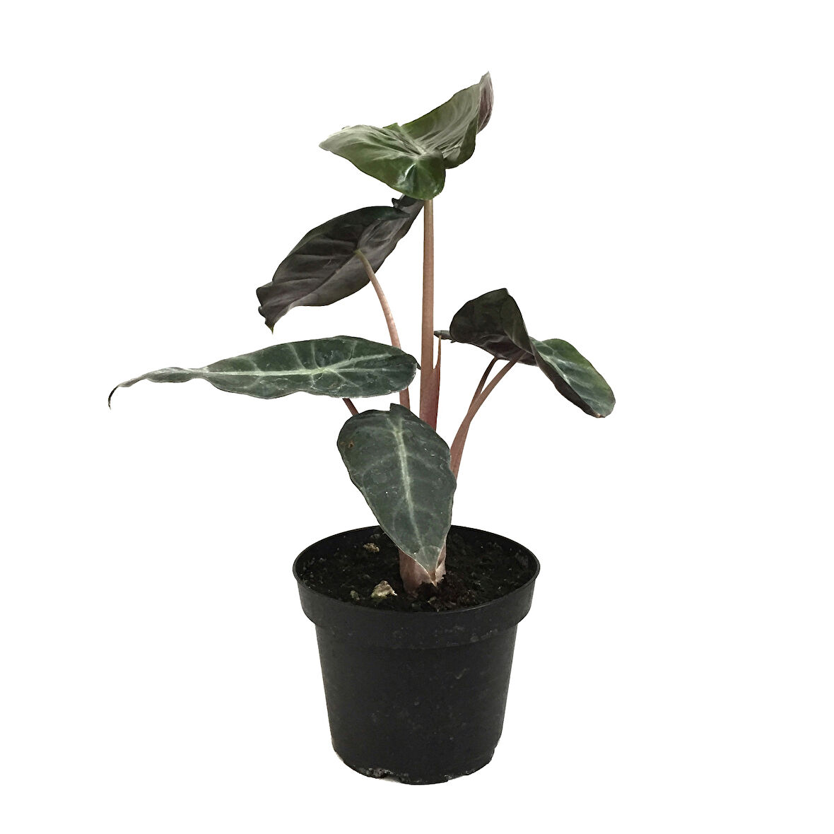 Alocasia 'Pink Dragon' (Fil Kulağı)