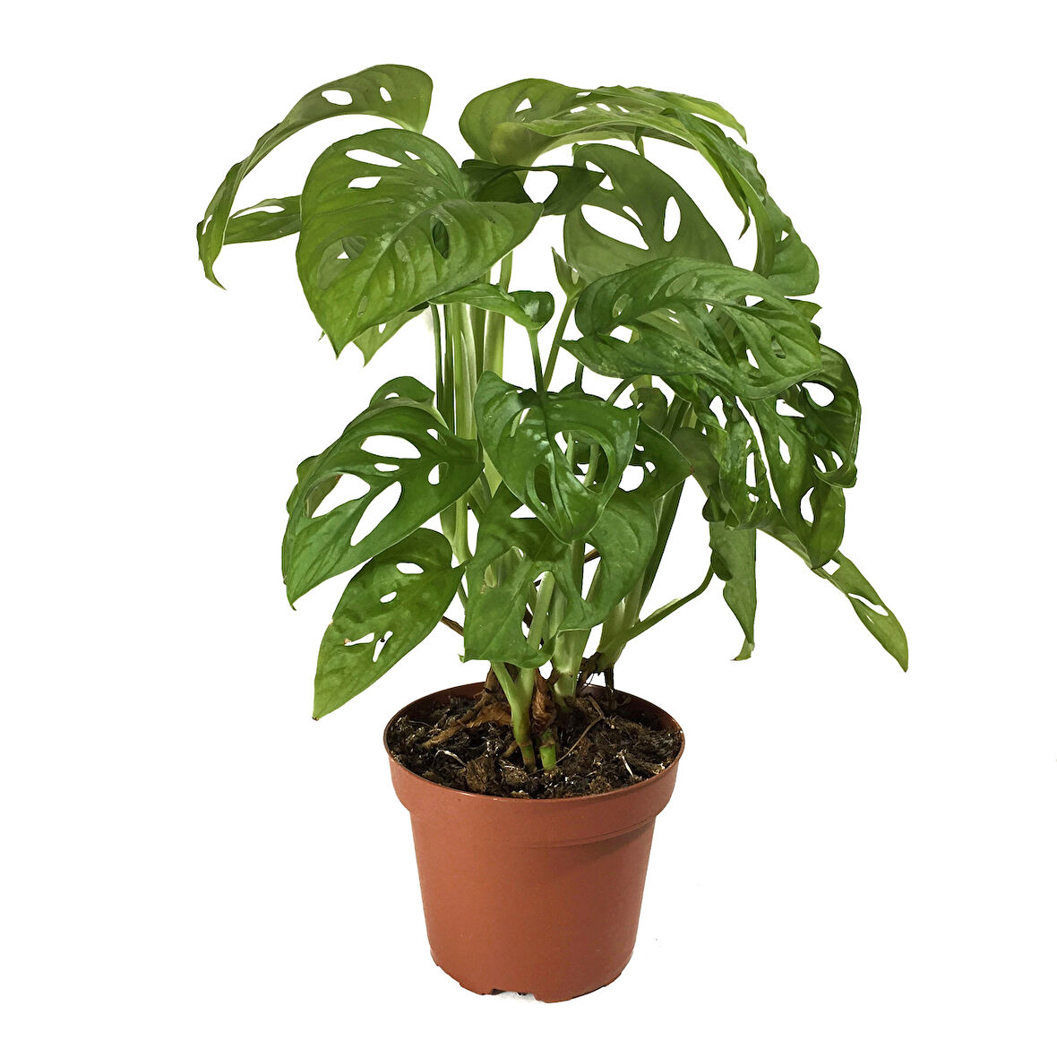 Monstera Adansonii (Deve Tabanı)