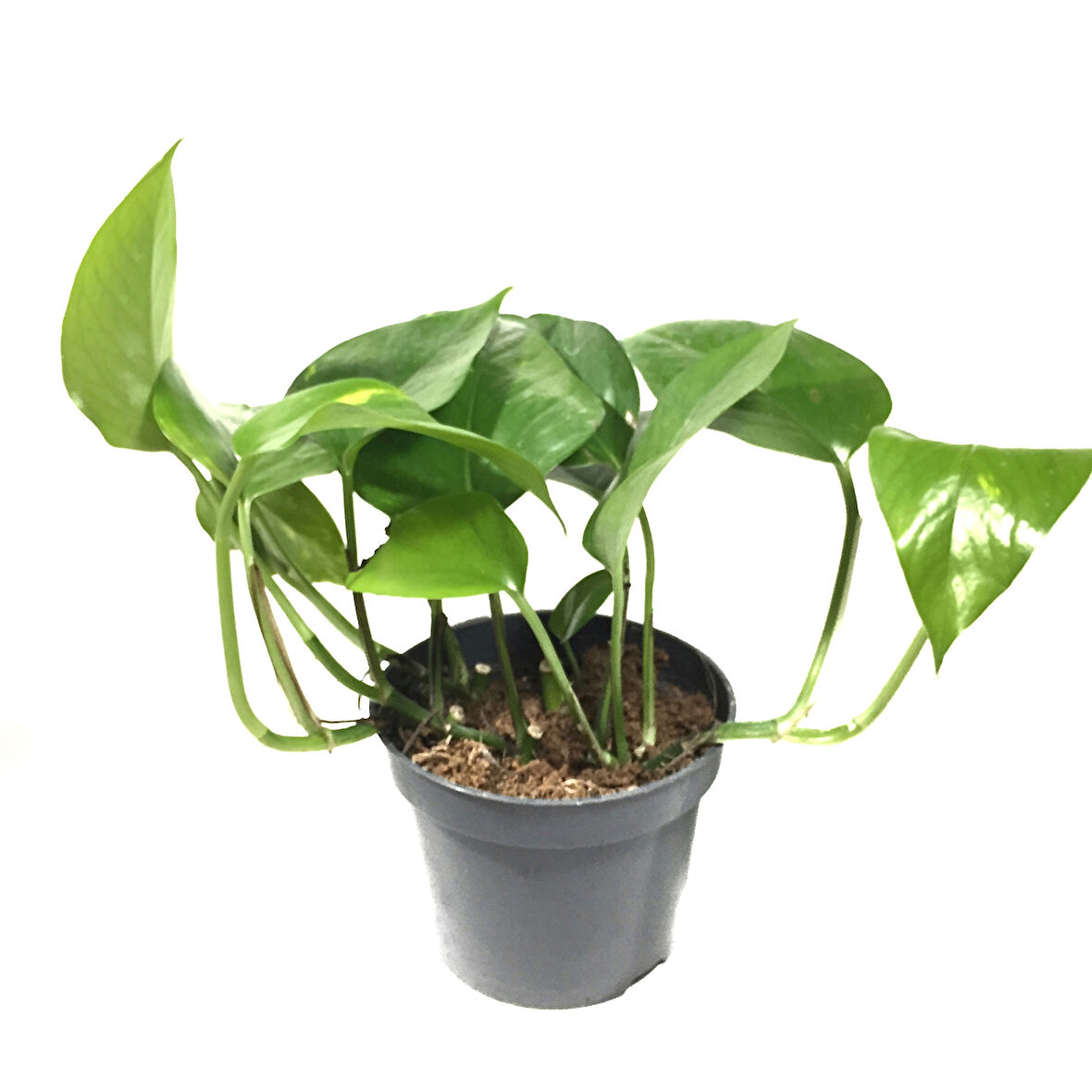 Epipremnum Aureum (Salon Sarmaşığı)