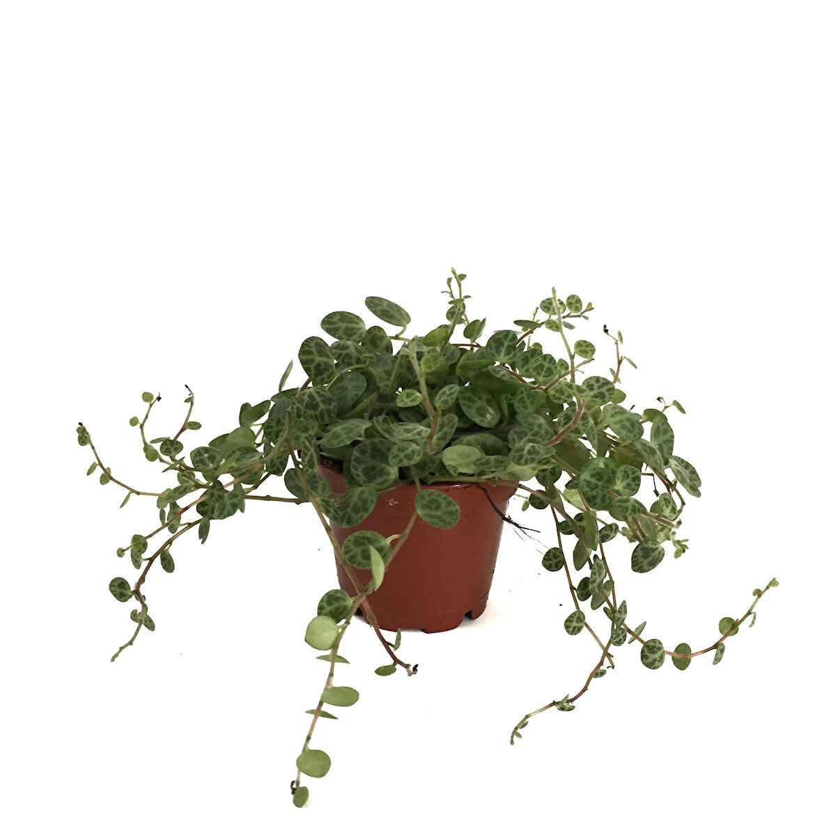 Peperomia Prostrata (Kaplumbağa Kabuğu Çiçeği)