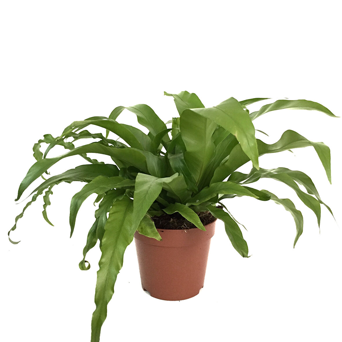 Asplenium Nidus (Eğrelti Otu)