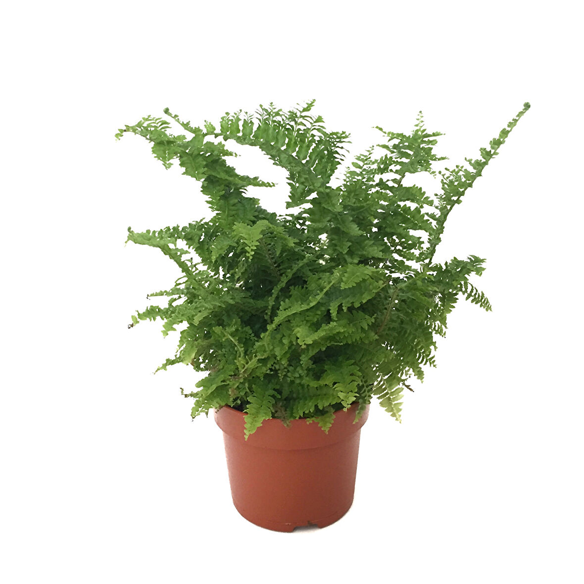 Nephrolepis Exaltata (Aşk Merdiveni)