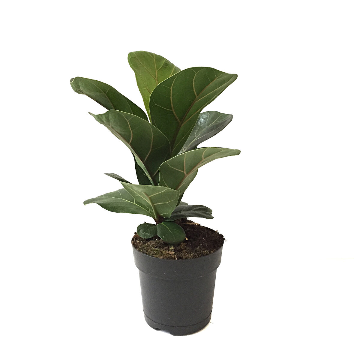 Ficus Lyrata 'Bambino' (Kauçuk Çiçeği)