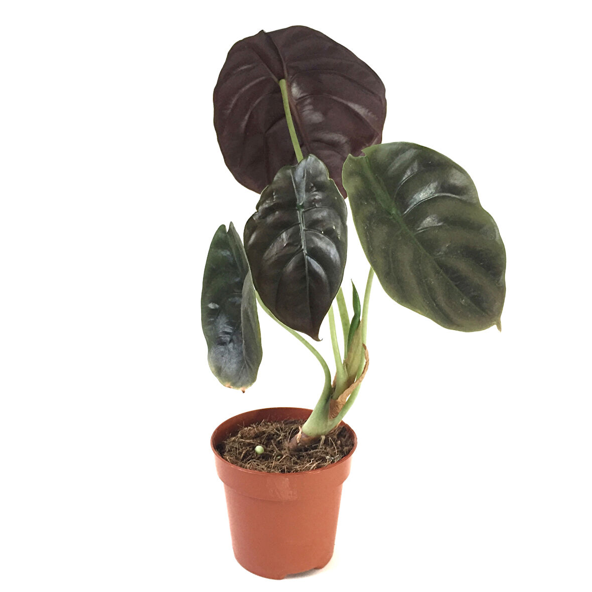 Alocasia Cuprea (Fil Kulağı)