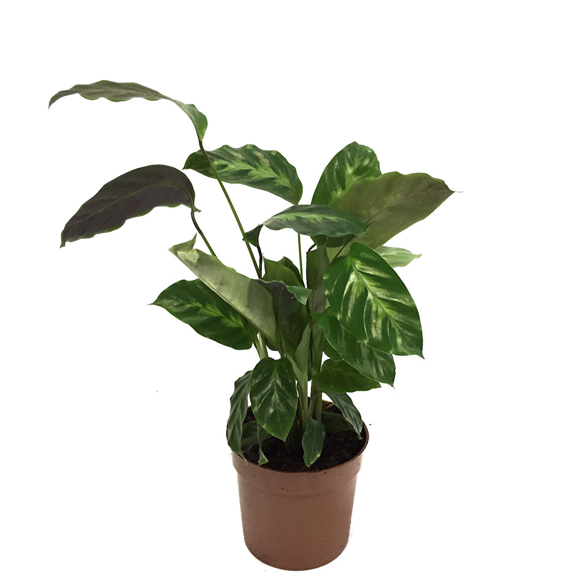 Calathea Misto (Dua Çiçeği)