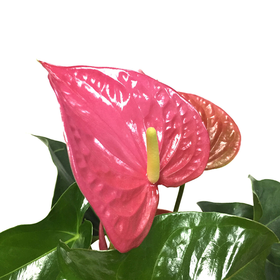 Anthurium Andraeanum 'Pink' (Flamingo Çiçeği)