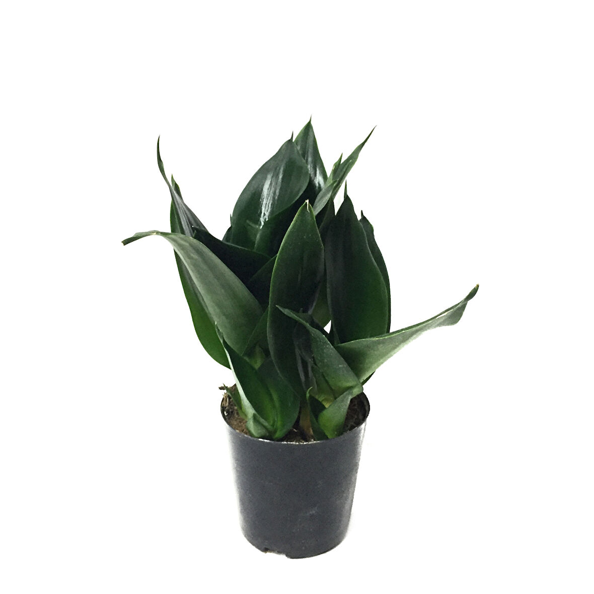 Sansevieria Jade (Paşa Kılıcı)