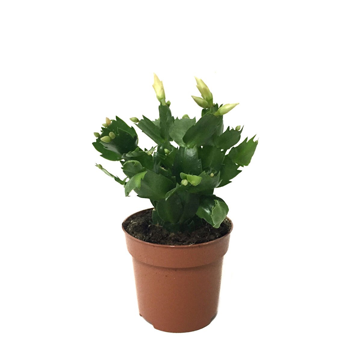 Schlumbergera 'White' (Yılbaşı Çiçeği)