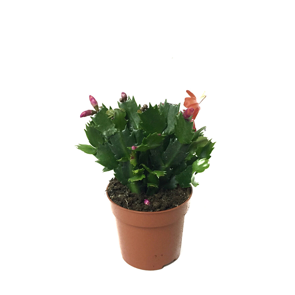 Schlumbergera 'Red' (Yılbaşı Çiçeği)