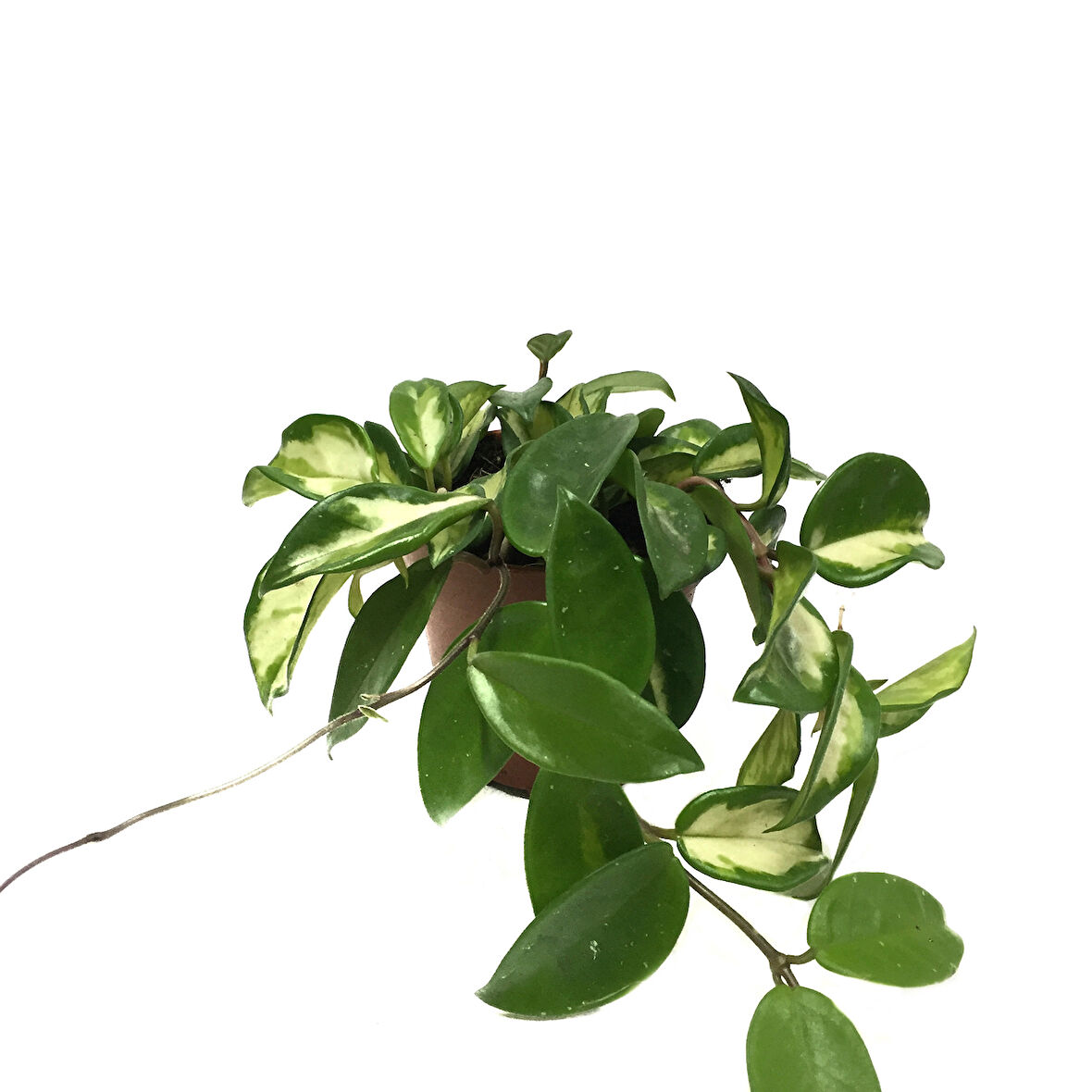 Hoya Carnosa 'Krimson Princess' (Mum Çiçeği)