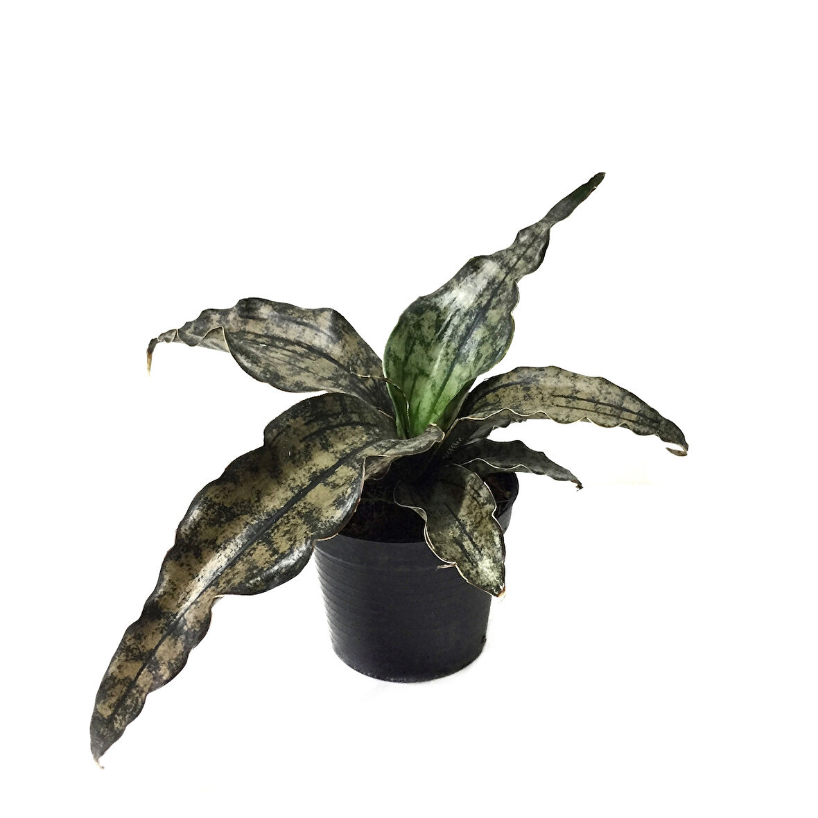Sansevieria Kirkii 'Coppertone' (Paşa Kılıcı)