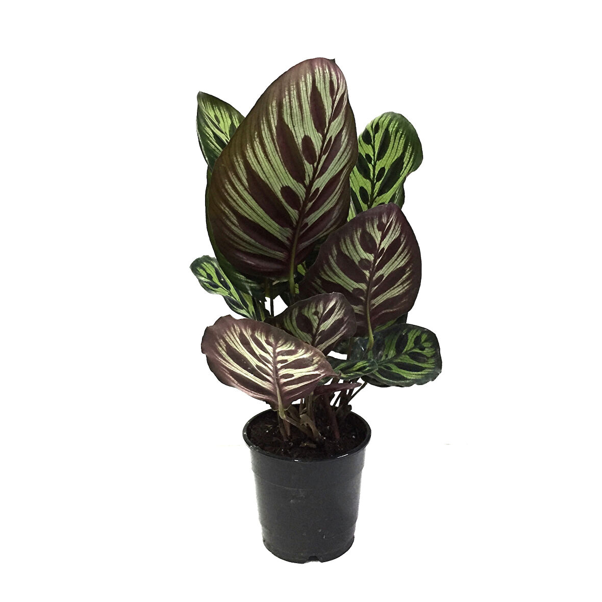 Calathea Makoyana (Dua Çiçeği)