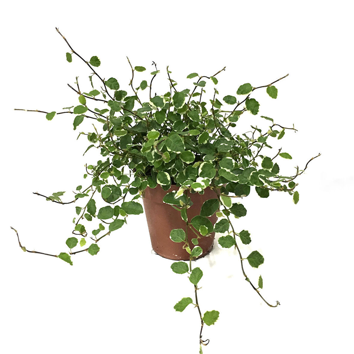 Ficus Pumila 'Variegata'