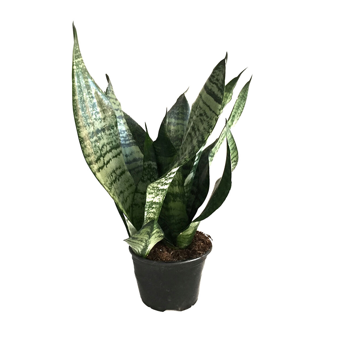 Sansevieria Zeylanica (Paşa Kılıcı)