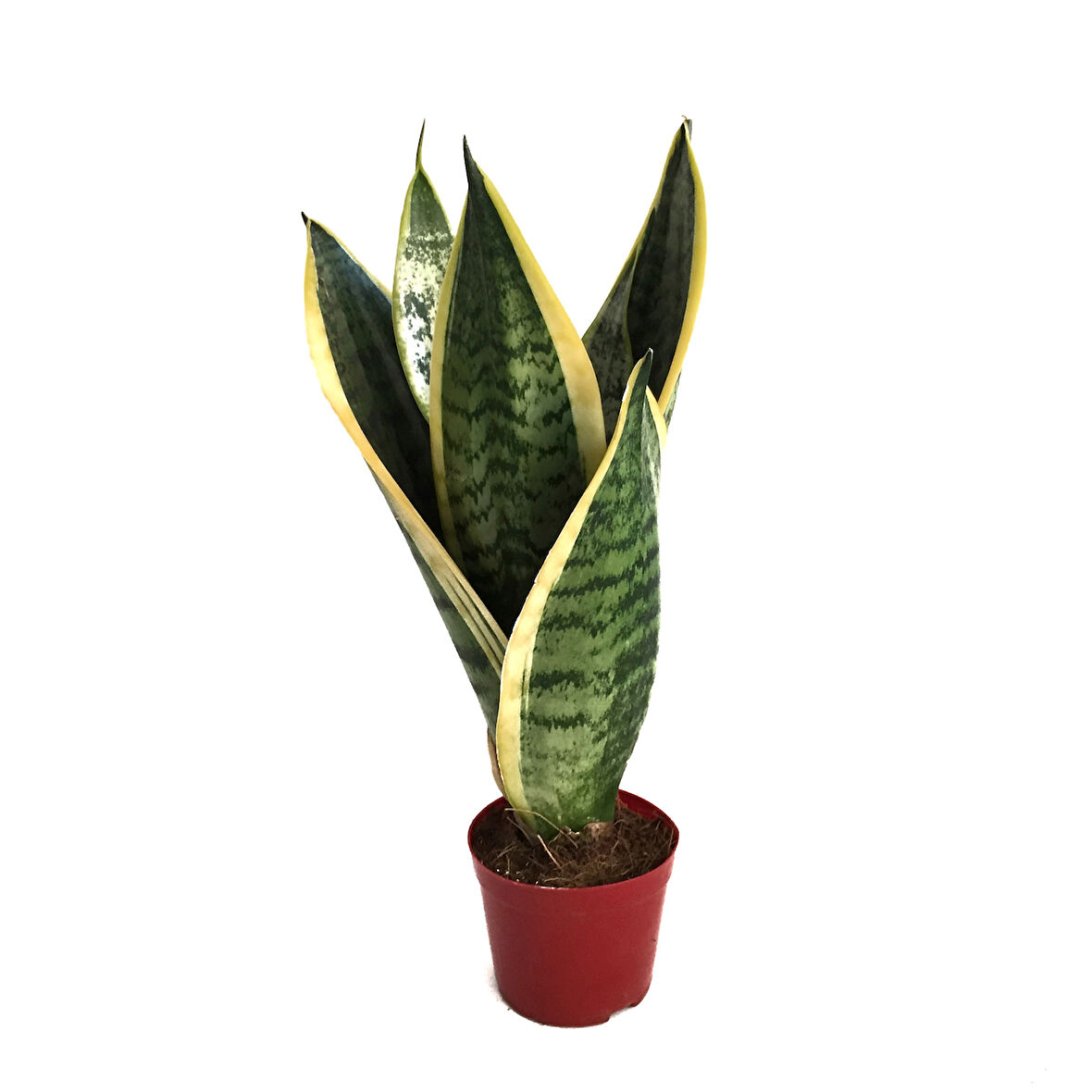 Sansevieria Trifasciata (Paşa Kılıcı)